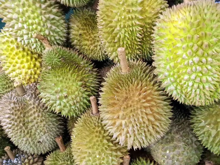 عجیب و غریبترین میوه های جهان دوریان
