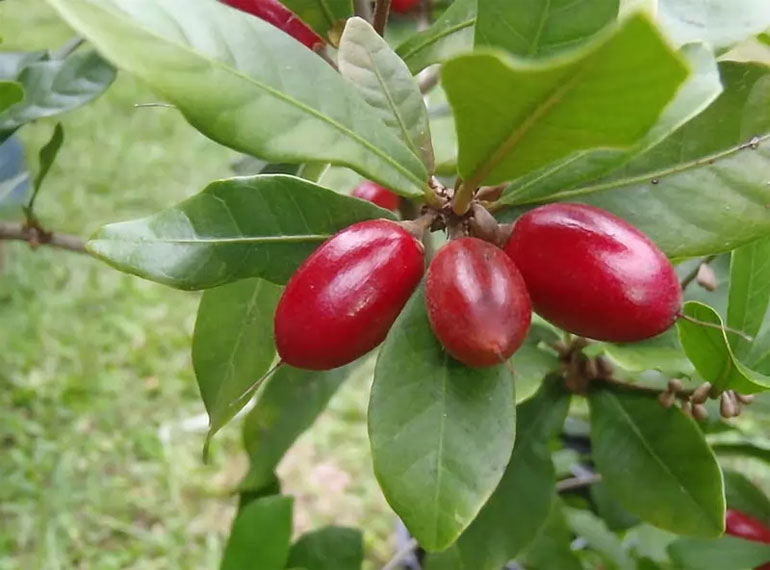 عجیب و غریبترین میوه های جهان میوه معجزه