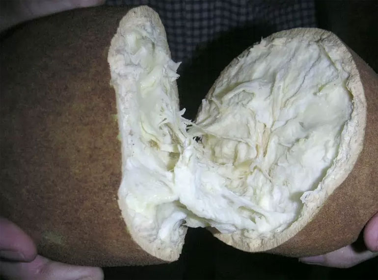 عجیب و غریبترین میوه های جهان کوپوآکو (cupuacu)