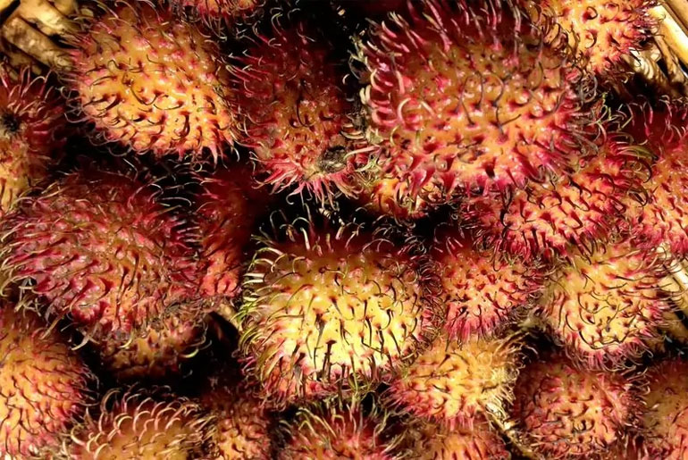 رامبوتان