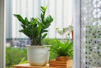 گیاهان آپارتمانی که تو خونه خراب نمیشن