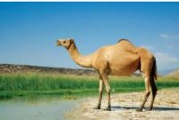 آناتومی بدن شتر و ویژگی های شگفت انگیز شترها