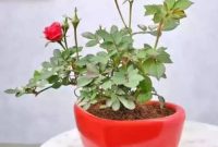 علت خشک شدن گل رز در گلدان و باغچه