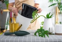 چرا گیاهان پس از تعویض گلدان پژمرده می‌شوند و راه‌های درمان آن