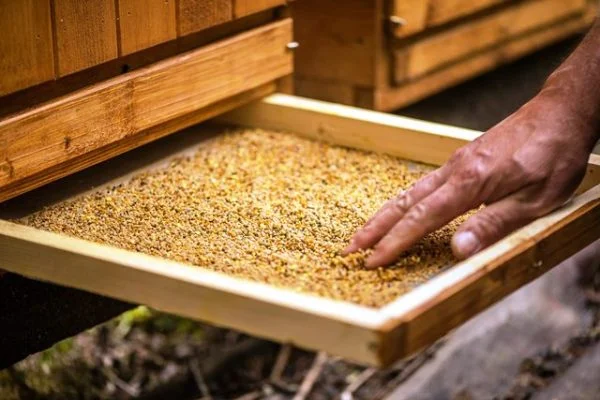 خواص و مصرف گرده زنبور عسل خواص و مصرف گرده زنبور عسل
