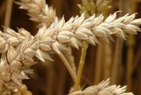 کشف کنید: بهترین روغن و کرم جوانه گندم و خواص شگفت‌انگیز درمانی و زیبایی آن