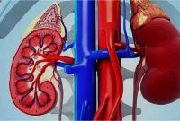 علائم سرماخوردگی کلیه: ۳ نشانه عفونت در پهلو، شکم و کلیه