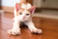 زبان بدن گربه‌ها: رمزگشایی از حرکات موشکی