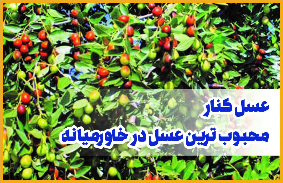 مقایسه عسل کنار با عسل‌های دیگر؛ کدام یک ارزش غذایی بالاتری دارد؟