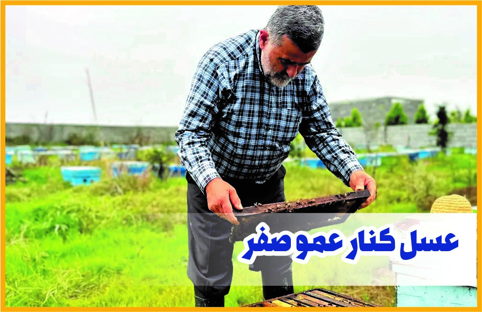 مقایسه عسل کنار با عسل‌های دیگر؛ کدام یک ارزش غذایی بالاتری دارد؟