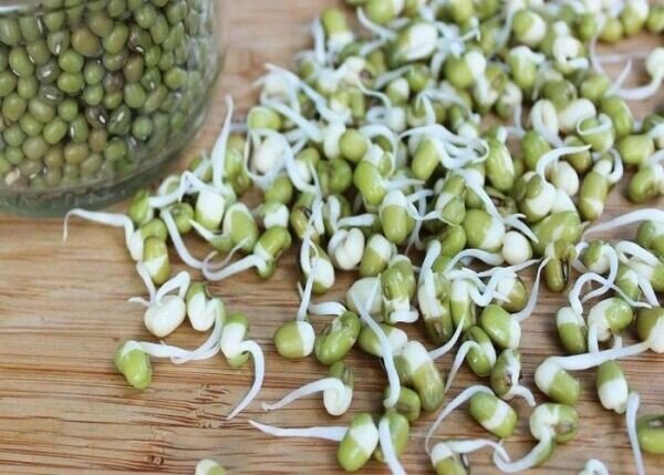 جوانه ماش: نیروگاه کوچک طبیعت برای سلامتی و شادابی شما + روش تهیه خانگی