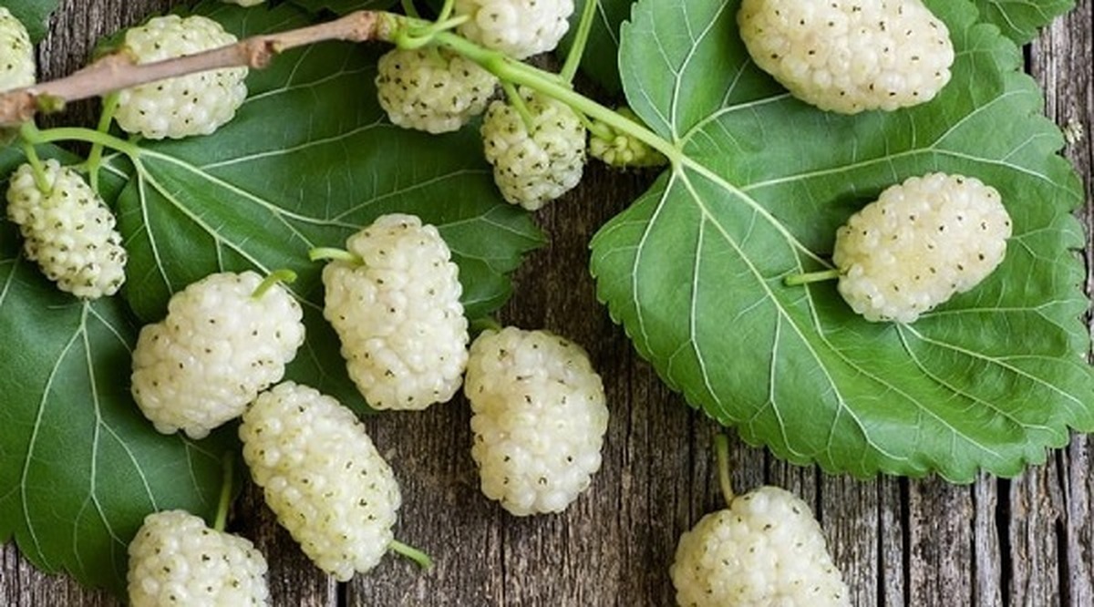 توت سفید؛ میوهای ارزان و در دسترس برای جوانسازی پوست توت سفید؛ میوهای ارزان و در دسترس برای جوانسازی پوست