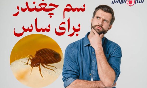 سم چغندر برای ساس | آیا انتخاب درستی است؟ سم چغندر برای ساس | آیا انتخاب درستی است؟