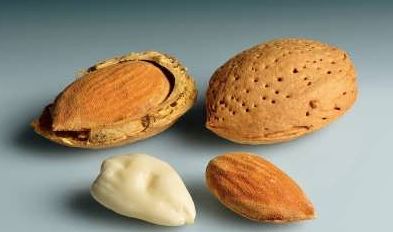 بادام سنگی؛ دانه‌ای مفید برای قلب و استخوان‌ها
