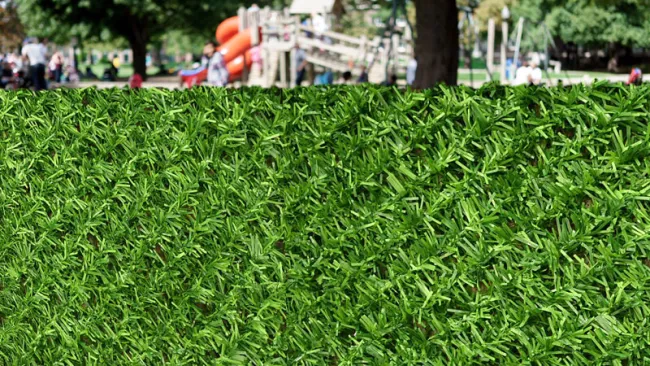 نمای نزدیک از بافت الیاف و تراکم فنس چمنی نمای نزدیک از بافت الیاف و تراکم فنس چمنی